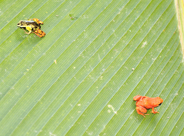 Mantella and Tree frogs